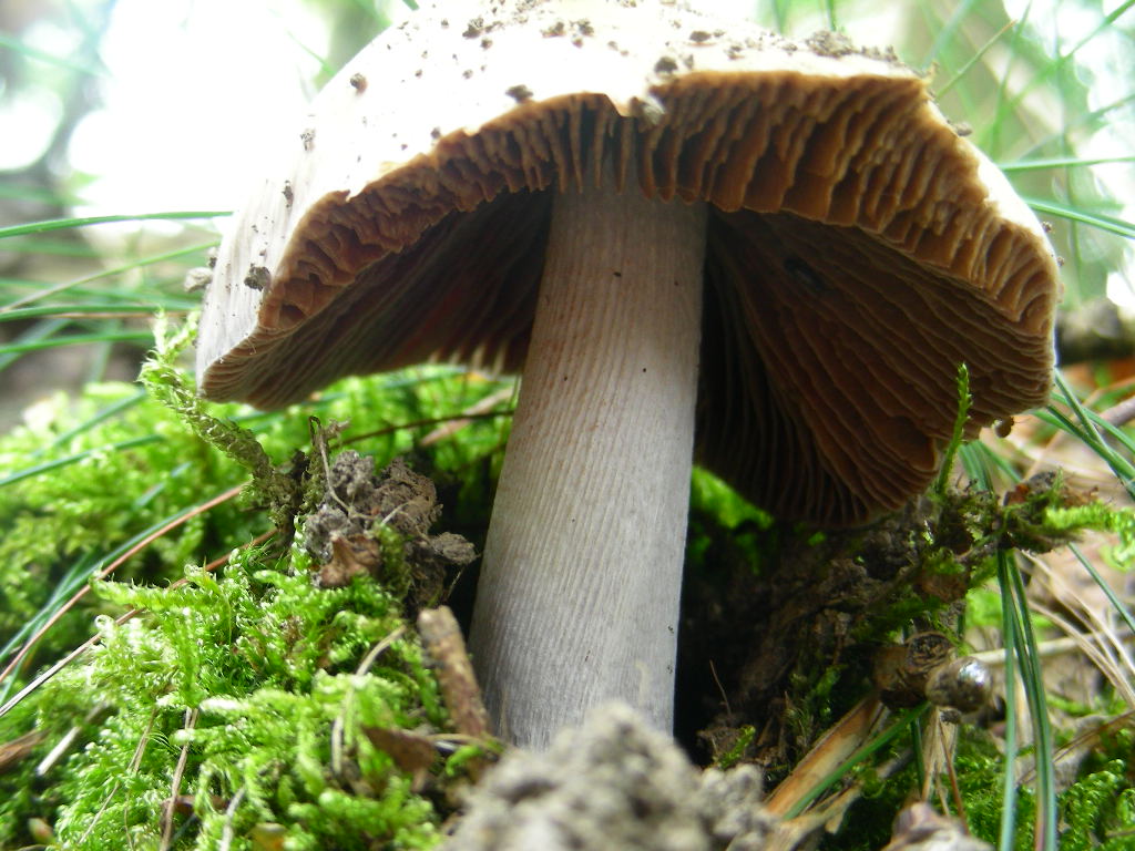 Ancora Cortinarius ...